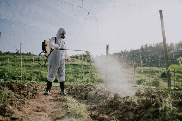 Best Termite Control Services  in Patterson Tract, CA