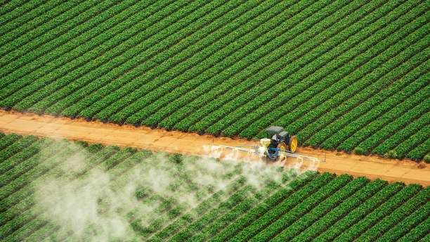 Wasp Removal Services in Patterson Tract, CA